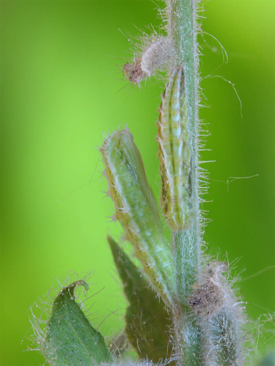 Image of Geina (Alucita) didactyla (Linnaeus 1758)