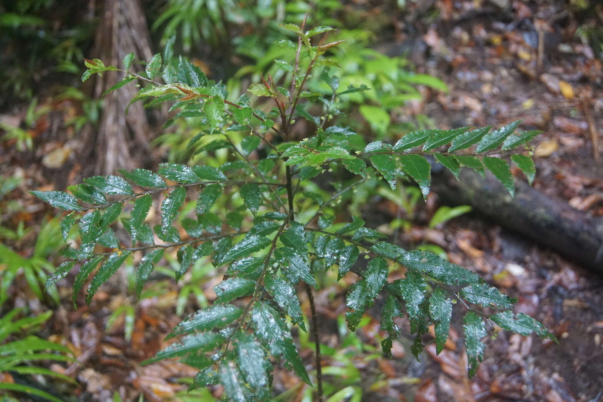 Image of Phyllanthus subcrenulatus F. Muell.