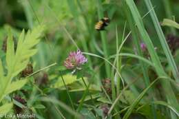 Image of Northern Amber Bumble Bee