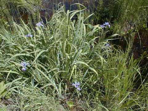 Image of blue flag