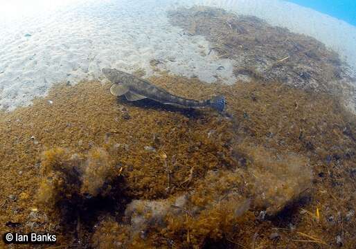 Image of Dusky Flathead