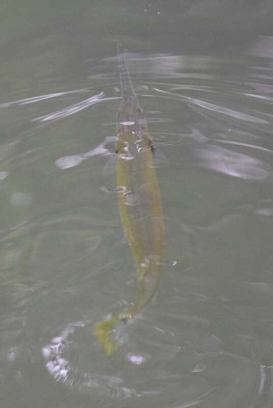 Image of Banded needlefish