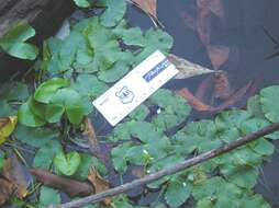 Image of floating marsh marigold