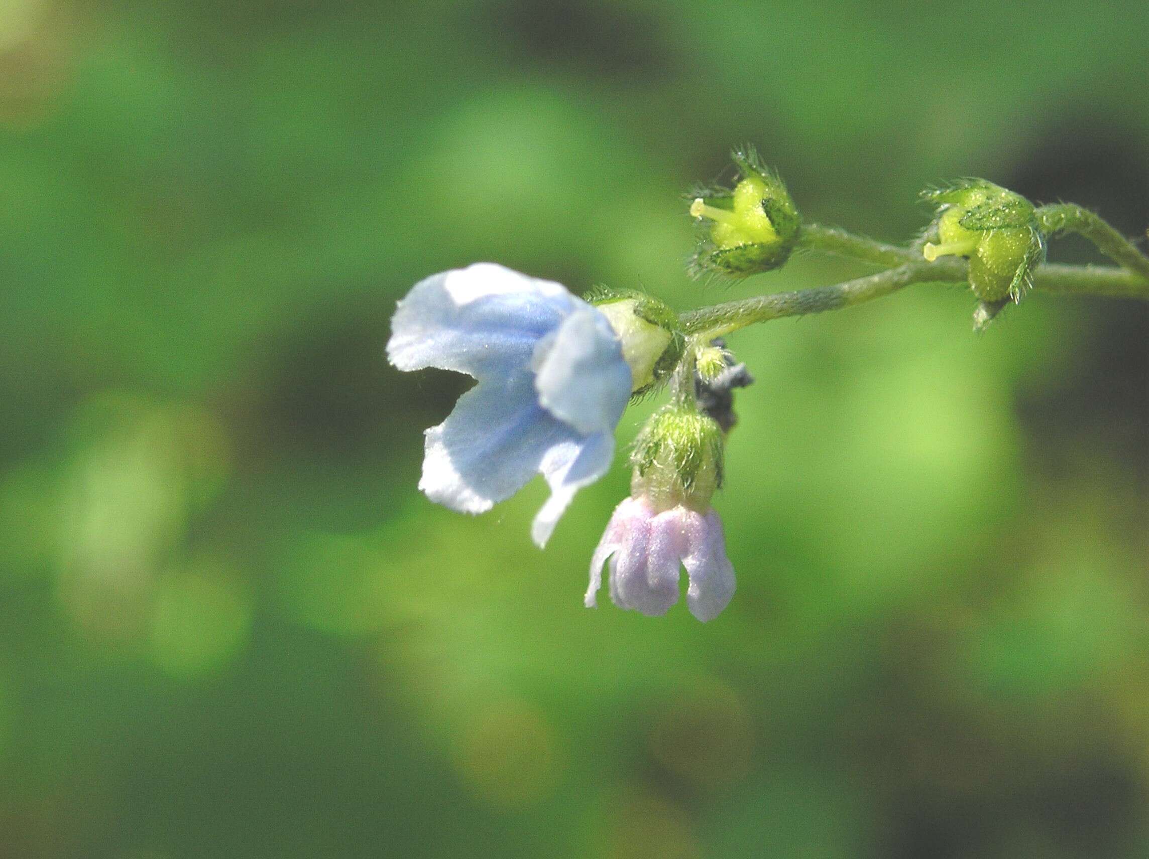 Plancia ëd Andersonglossum boreale (Fernald) J. I. Cohen