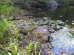 Image of floating marsh marigold