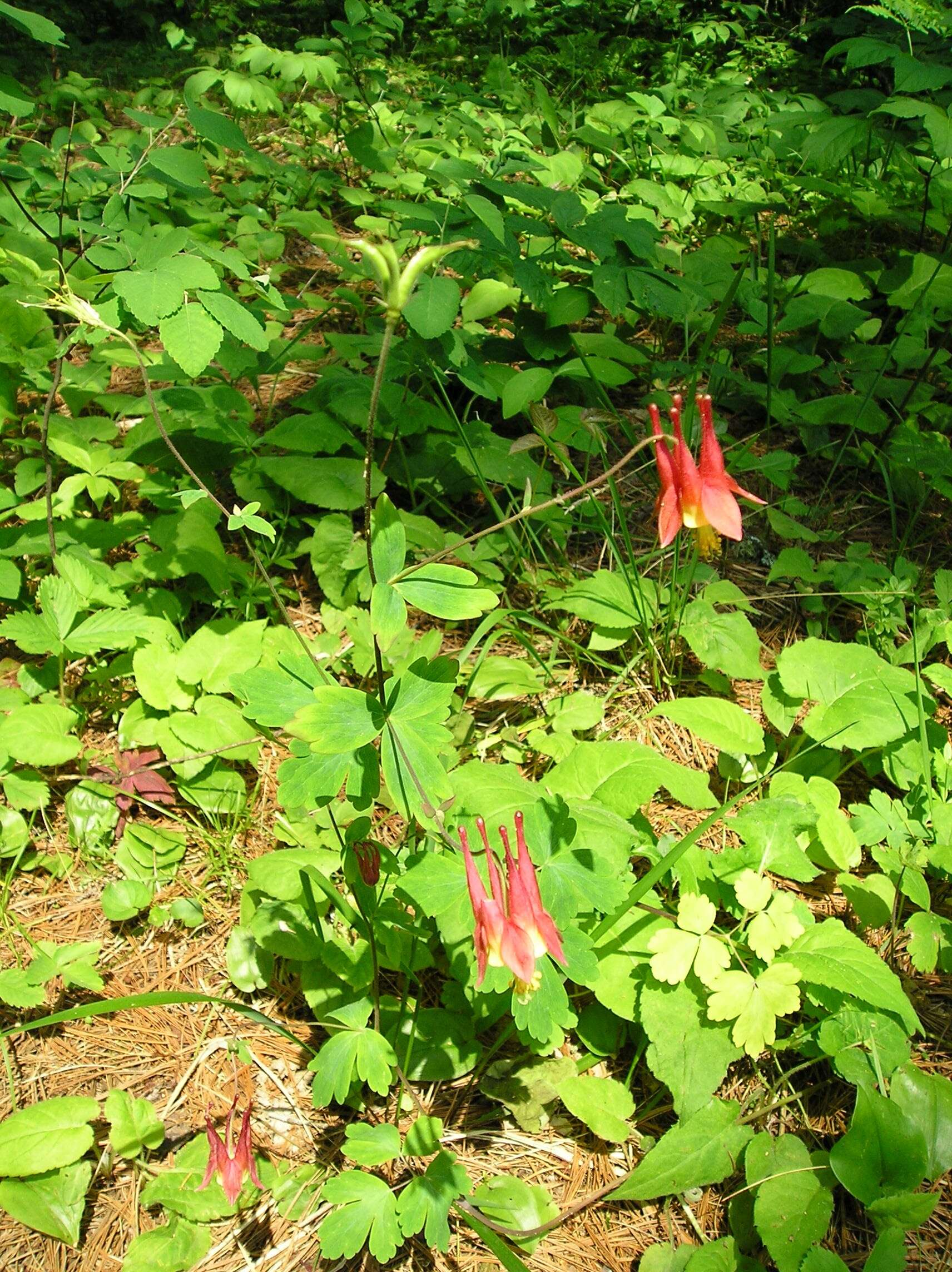 Image of red columbine