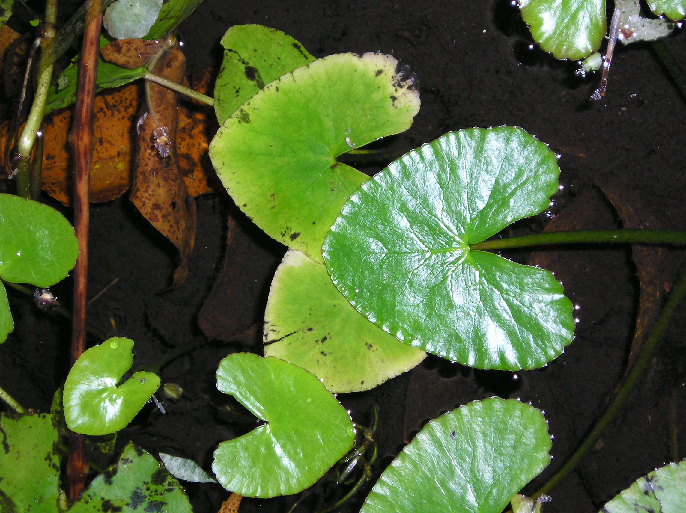 Image of floating marsh marigold