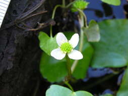 Image of floating marsh marigold