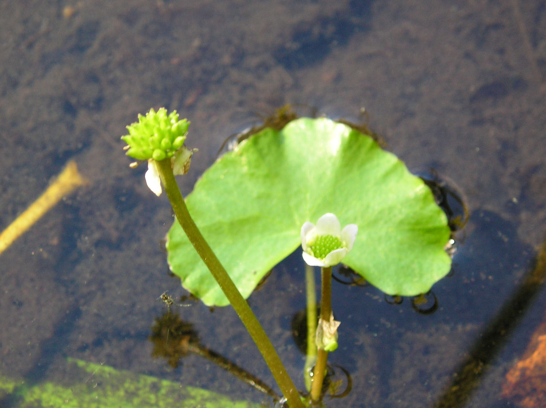 Image of floating marsh marigold