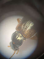 Image of Bembidion corgenoma Maddison 2020