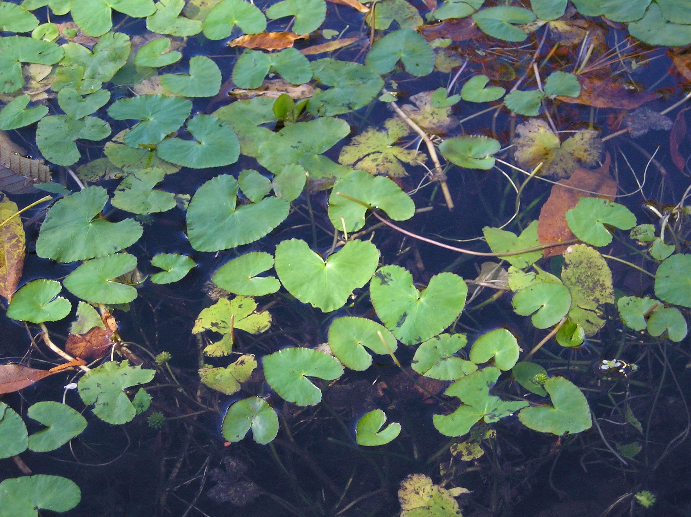 Image de Caltha natans Pall.