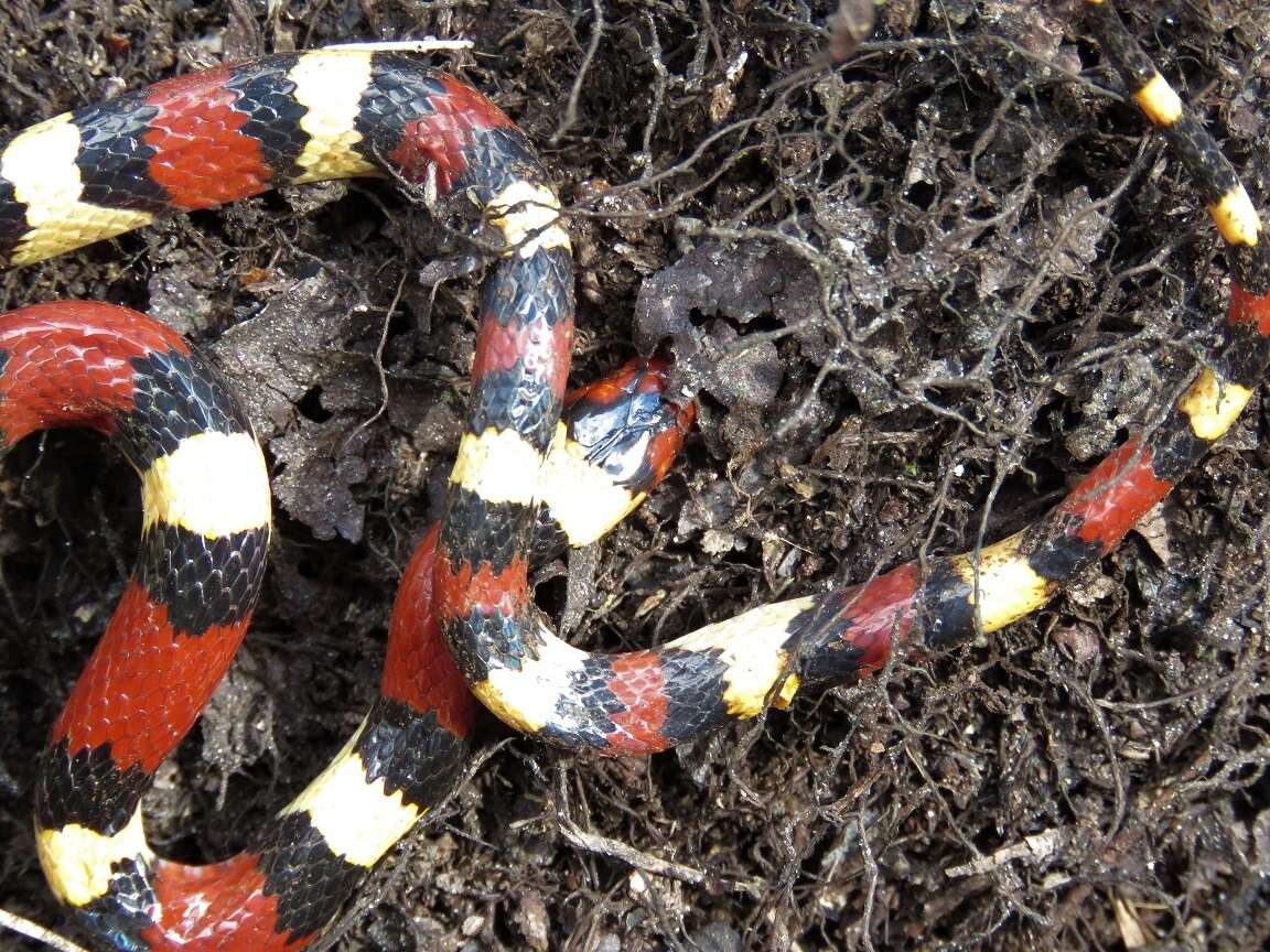 صورة Lampropeltis elapsoides (Holbrook 1838)