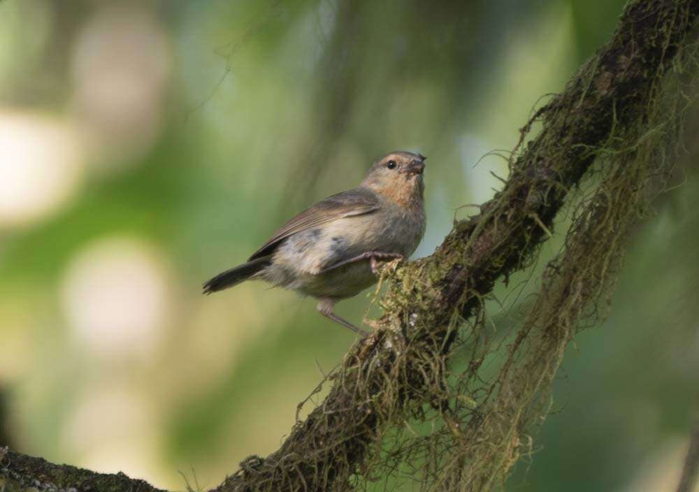 Image of warbler-finch