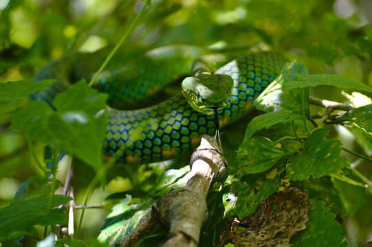 Image de Trimeresurus flavomaculatus (Gray 1842)