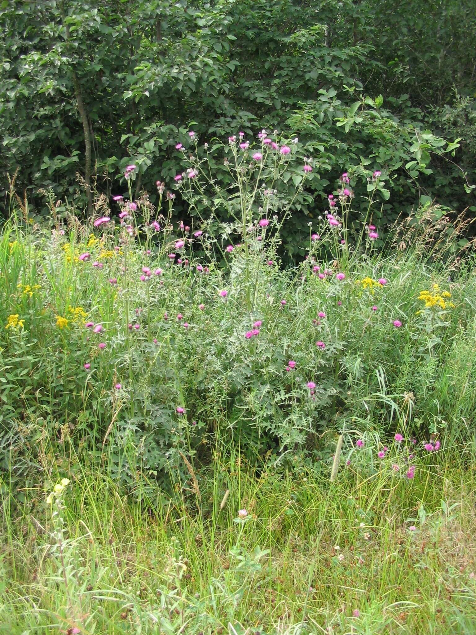 Imagem de Cirsium muticum Michx.