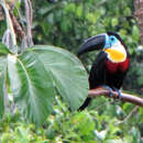 Sivun Ramphastos vitellinus vitellinus Lichtenstein & Mhk 1823 kuva