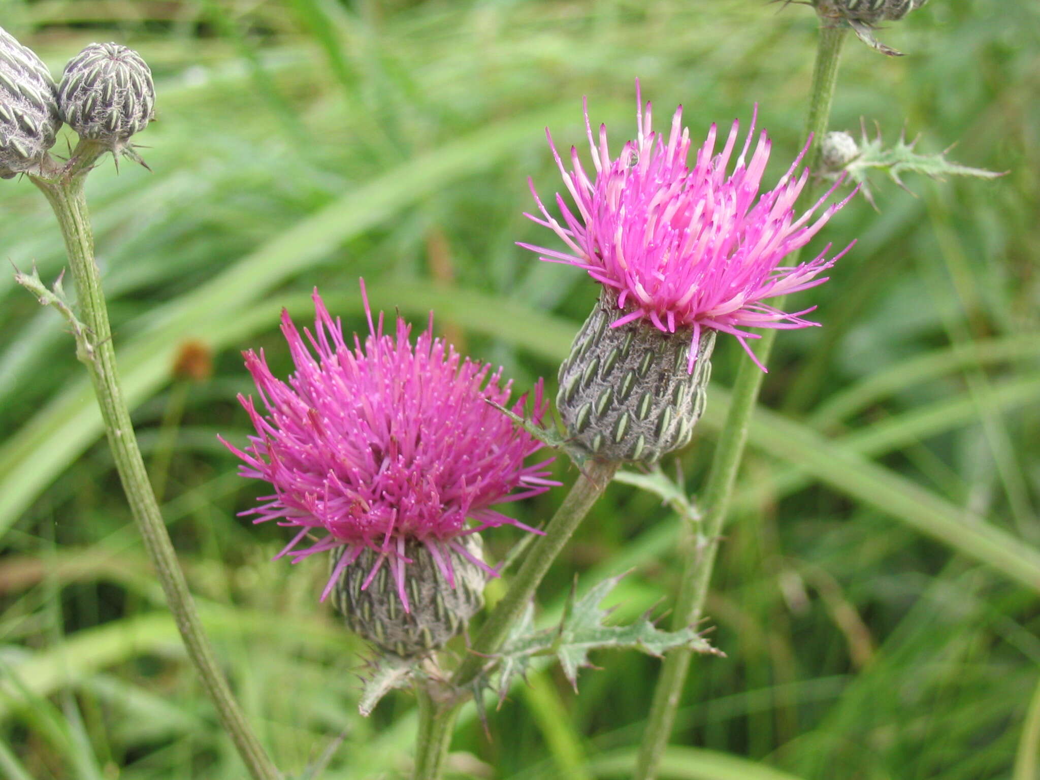 Imagem de Cirsium muticum Michx.