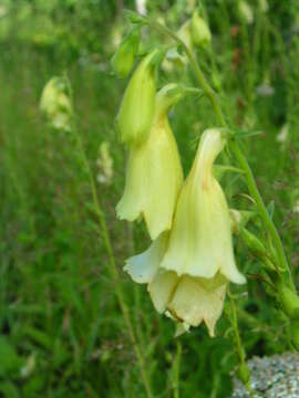 Imagem de Digitalis grandiflora Mill.