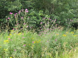 Imagem de Cirsium muticum Michx.