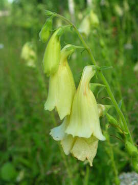 Imagem de Digitalis grandiflora Mill.