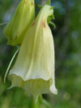 Imagem de Digitalis grandiflora Mill.