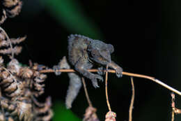 Image of Malawi Stumptail Chameleon