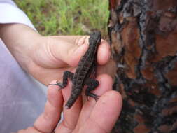 Image of Sceloporus variabilis olloporus Smith 1937