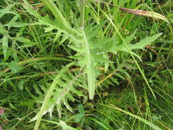 Imagem de Cirsium muticum Michx.