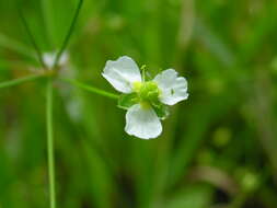 Image of Common Water-plantain