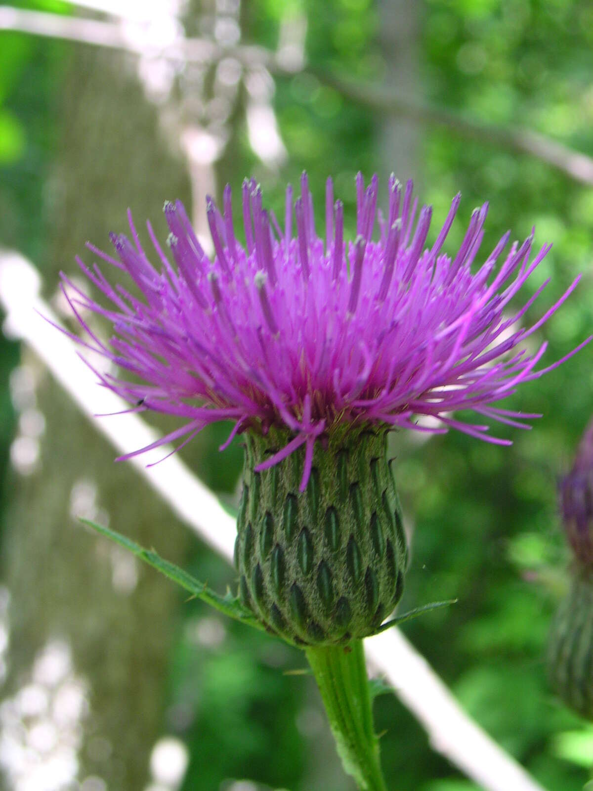 Imagem de Cirsium muticum Michx.