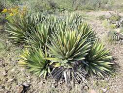 Слика од Agave triangularis Jacobi