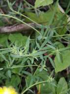 Plancia ëd Linaria propinqua Boiss. & Reuter