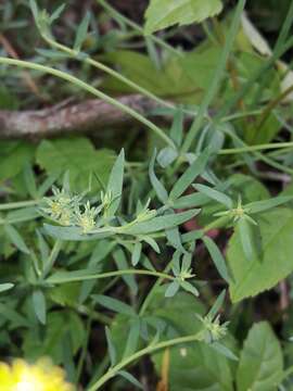 Image de Linaria propinqua Boiss. & Reuter