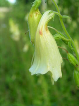 Imagem de Digitalis grandiflora Mill.