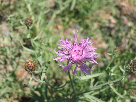 Image of spotted knapweed