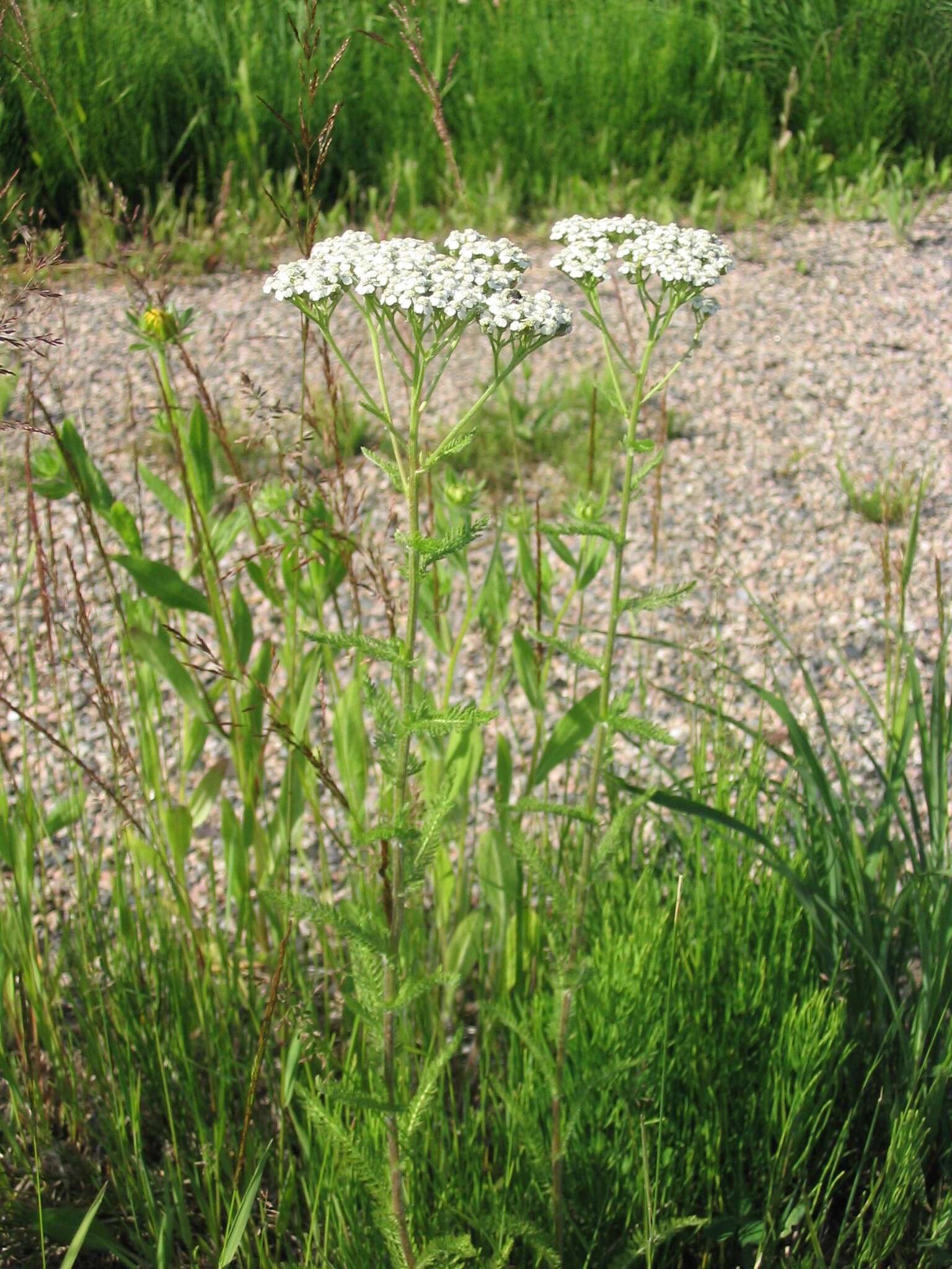 Image of yarrow, milfoil