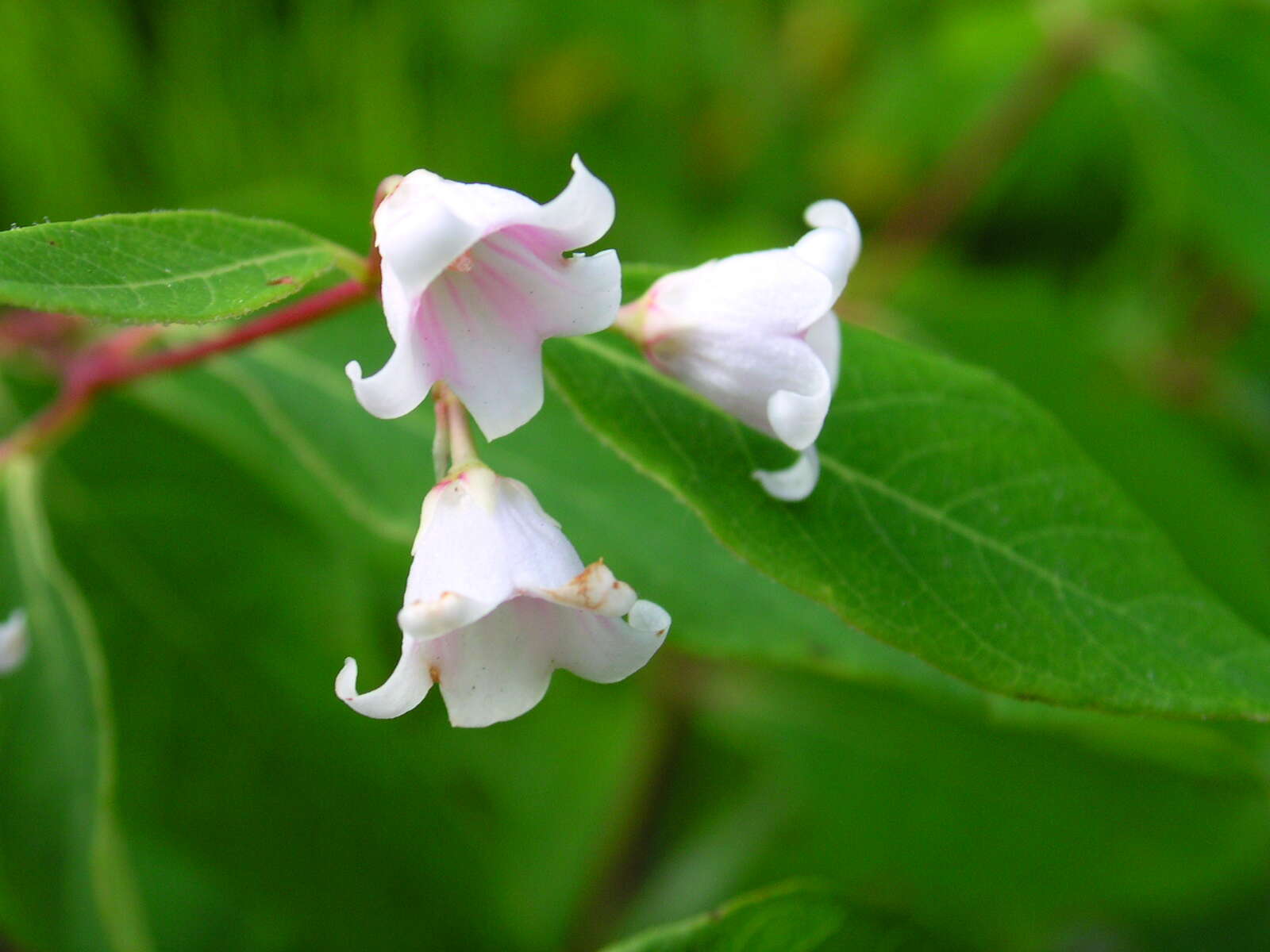 Image of flytrap dogbane