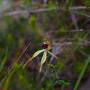 Image of Clubbed spider orchid