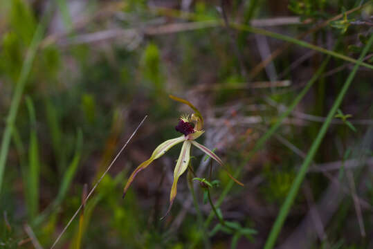 Sivun Caladenia longiclavata E. Coleman kuva