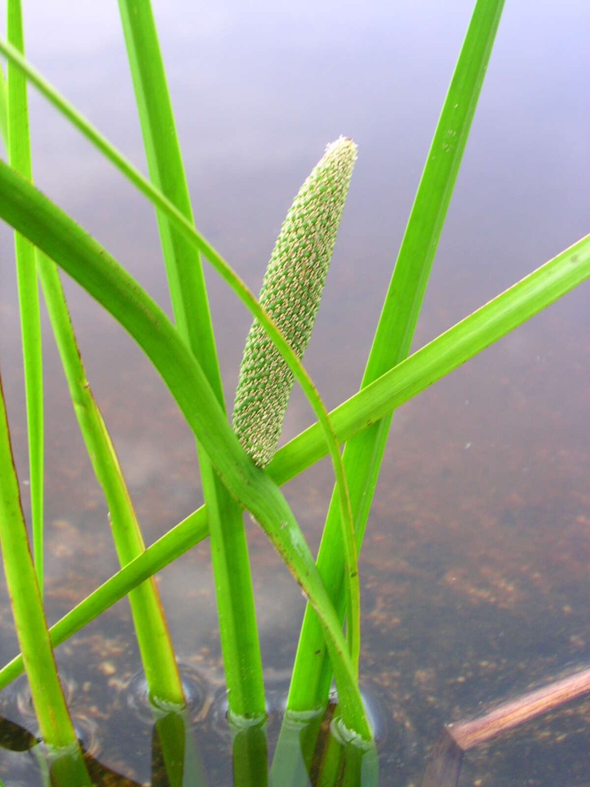 Imagem de Acoraceae