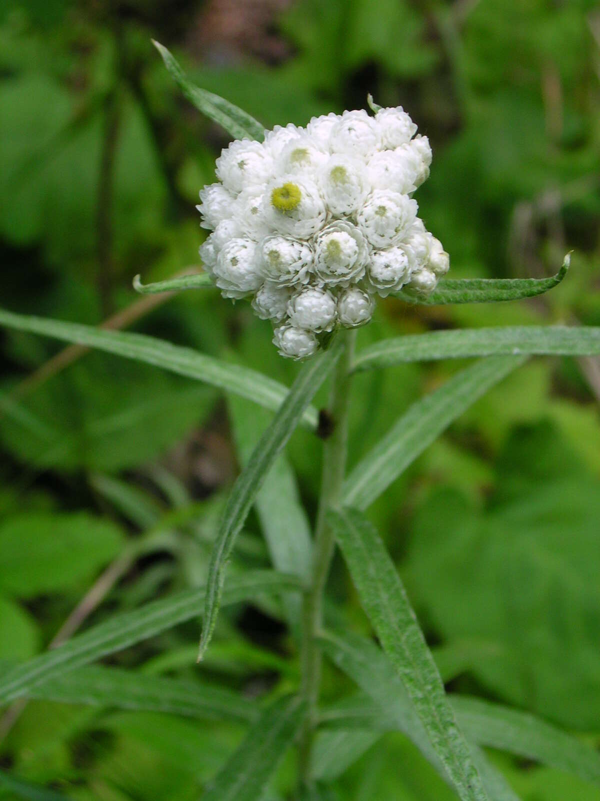 Imagem de Anaphalis margaritacea (L.) Benth.