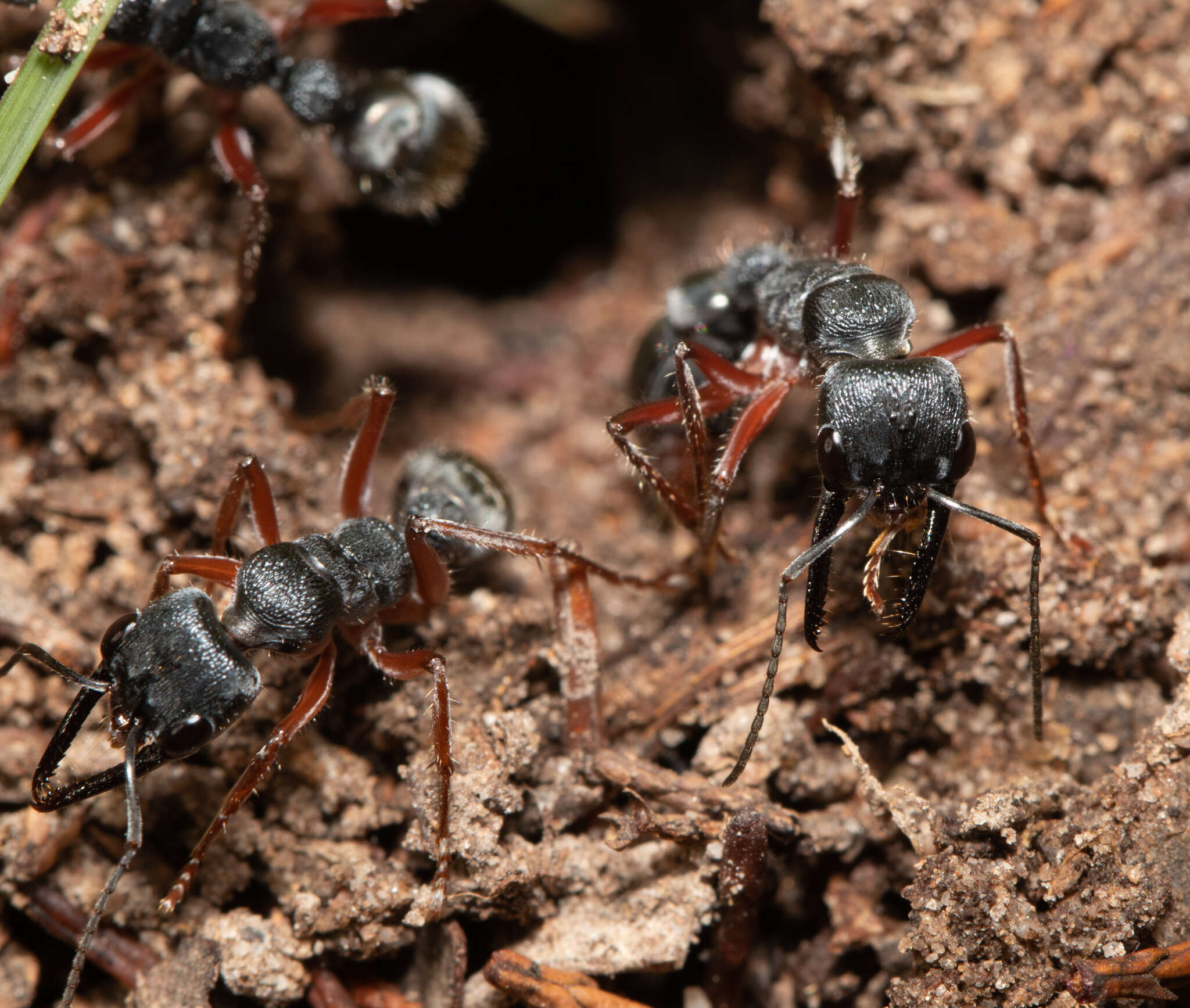 Image of Myrmecia fulviculis Forel 1913