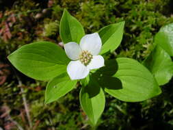 Image of bunchberry dogwood