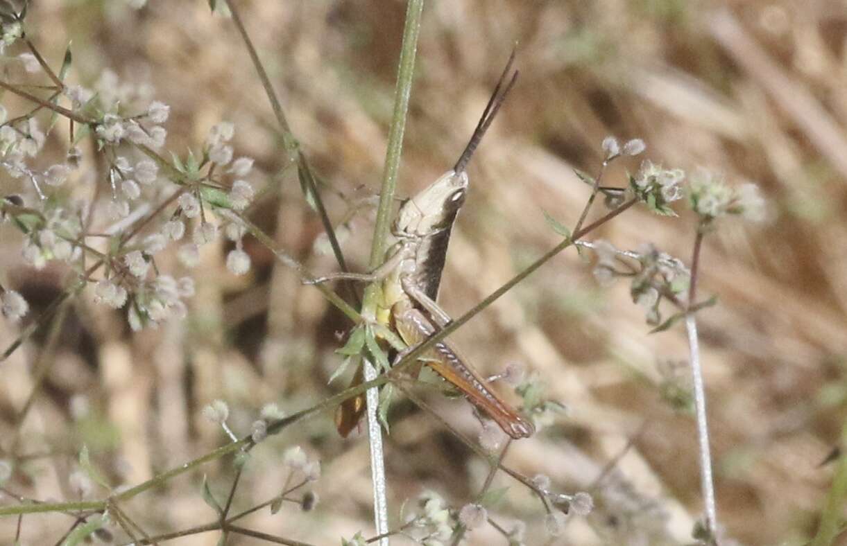 Plancia ëd Chloealtis gracilis (McNeill 1897)