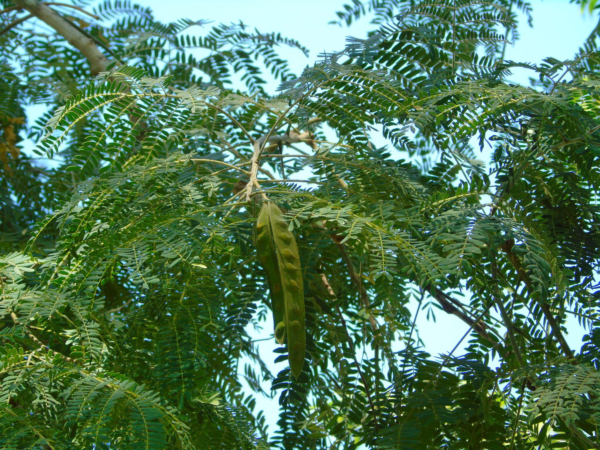 صورة Albizia sinaloensis Britton & Rose