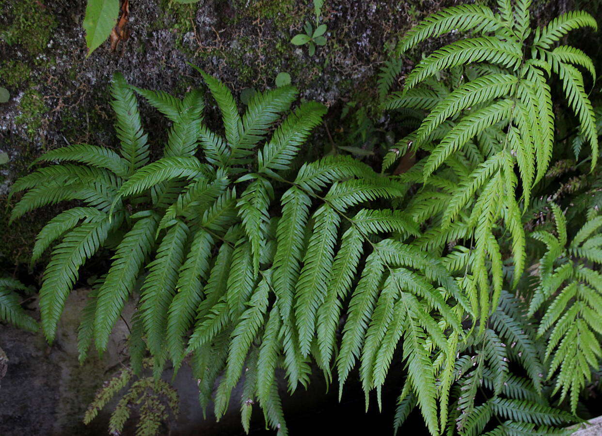 Image of Pteris incompleta Cav.