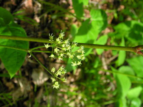 Image of wild sarsaparilla