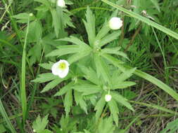 Imagem de Anemonastrum canadense (L.) Mosyakin