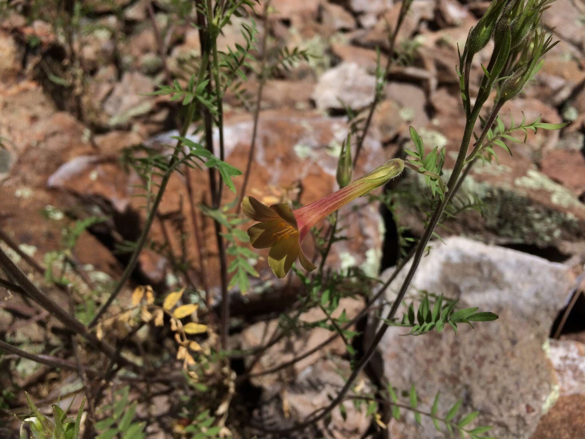 Image of fewflower Jacob's-ladder