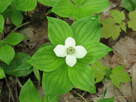 Image of bunchberry dogwood